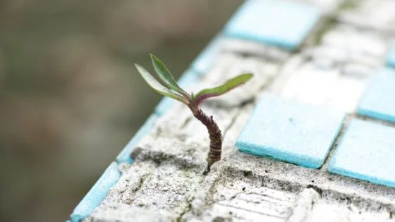 a small plant sprouting out of a blue and white tile